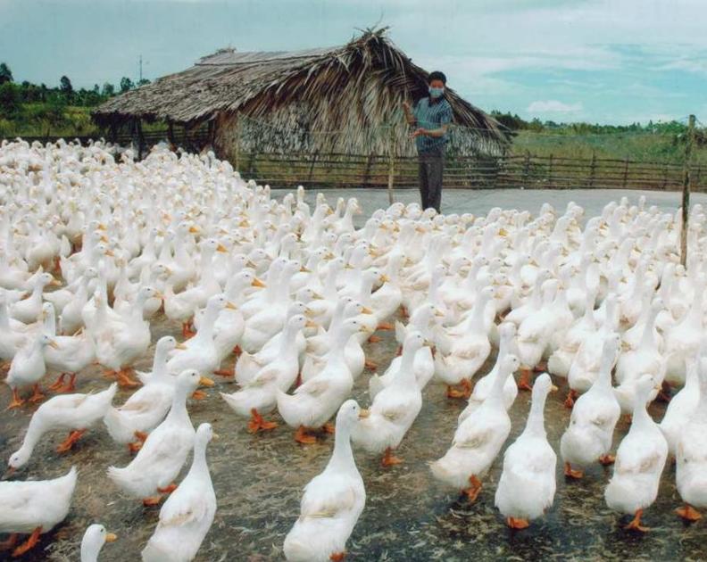 Vịt Super