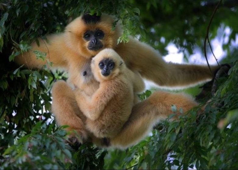 Vượn Má Vàng