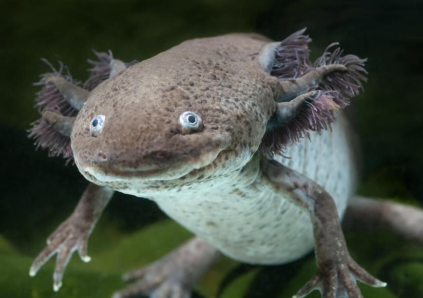 Axolotl