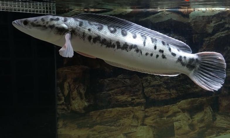 Hình cá lóc bông