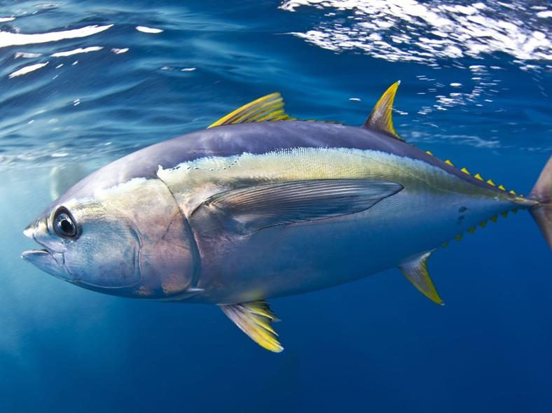 Hình cá ngừ đại dương