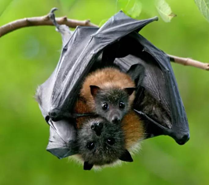 Ảnh con dơi