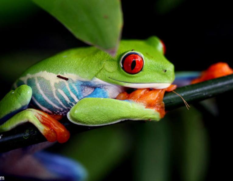 Ếch Cây – Động Vật Lưỡng Cư Thích Nghi Cao Với Đời Sống Trên Tán Rừng